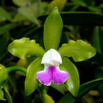 Cattleya leopoldii